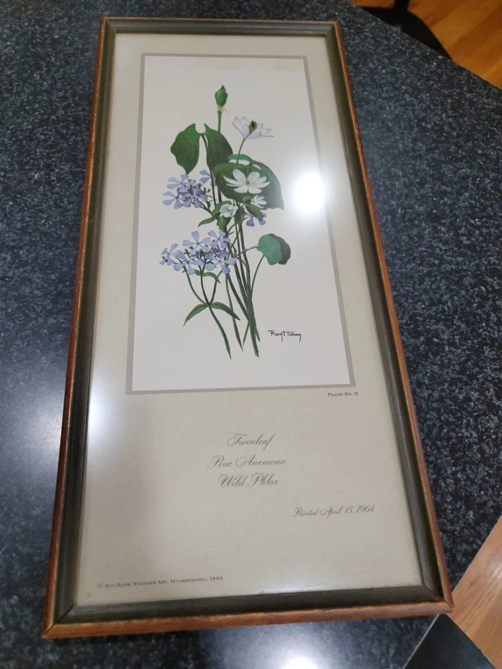 Vintage botanical print titled 